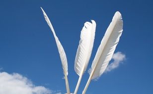 Three white bird feathers