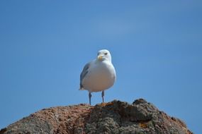 european herring gull at top of rock