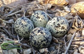 bird eggs in the nest