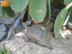 Turtle in wildlife