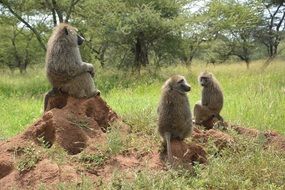 monkeys in a national park in africa