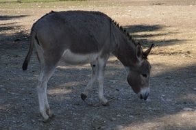 Donkey Animal Fur Animal World