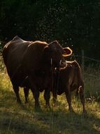 cow with calf on pasture in summer evening