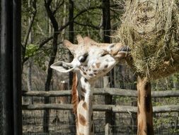 Giraffe is eating