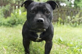 black dog with gaze close up