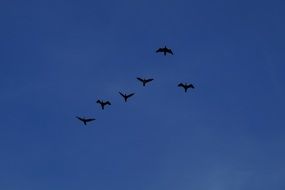 flock of wild Geese in blue sky