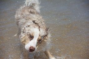 Wet puppy on the beach