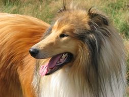 furry red collie