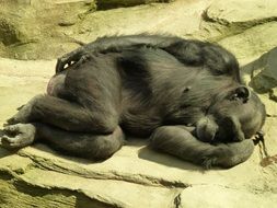 sleeping primate