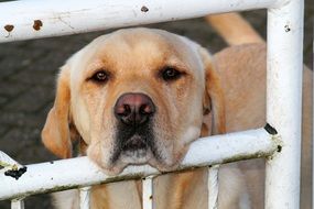 charming Labrador dog