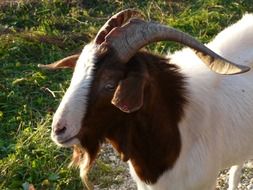 goat with horns and beard