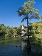 Beautiful landscape of Ducks in a pond