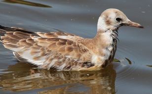 black headed gull in wildlife