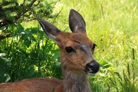 deer eating green grass