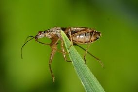 hemiptera insect on a green leaf