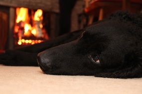 Beautiful and cute black is sleeping near the fireplace