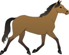 Horse Brown Stallion drawing