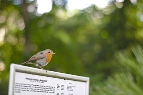 Red goblet bird