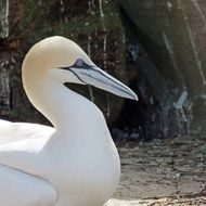 portrait of northern gannet is a seabird