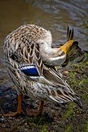 mallard Duck lays head on her back