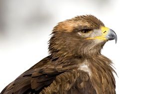 portrait of brown eagle