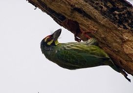 crimson-breasted barbet in Kolkata zoo