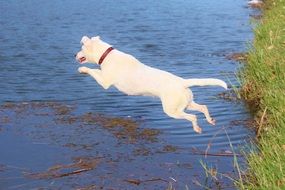 white dog jumping into the water