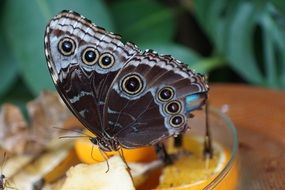 Butterfly sitting on orange slices in a glass