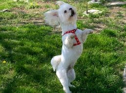 white dog stands on its hind legs