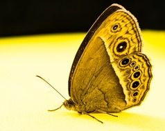 closeup of a filigreed butterfly