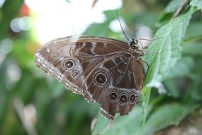 Brown butterfly on a green leaf