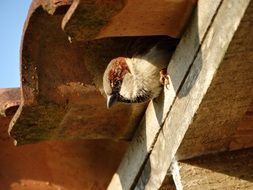 beautiful and cute sparrow bird in a roof