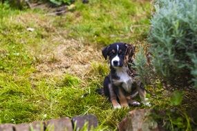 cute puppy sitting in the garden