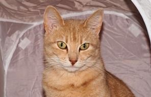 Portrait of a cute orange cat