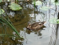 Duck on a forest lake