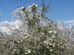 enchanting Crataegus Monogyna