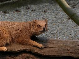 small brown Mongoose Animal