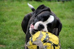 boxer dog eats a yellow ball