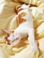 lying relaxed cat