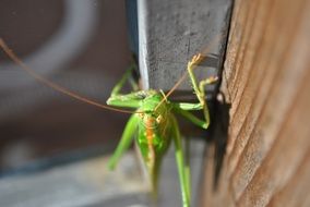 Grasshopper Animal Close Insect