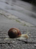 snail on stone