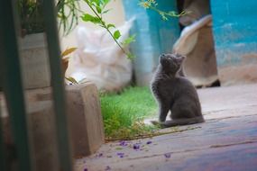 curious grey kitten