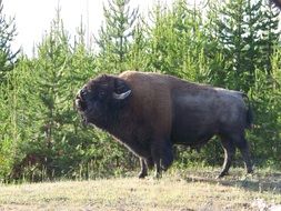 big bison in the fir forest, usa, wyoming