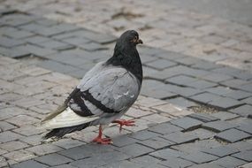 pigeon walking on the pavement