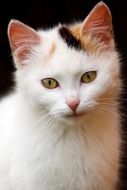 white kitten on a black background