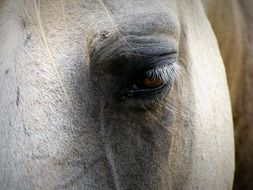 eye of white horse close up
