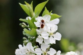 Insect on the cherry flowers