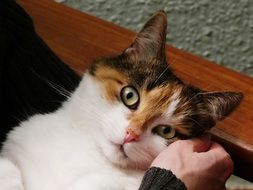 domestic cat with its owner