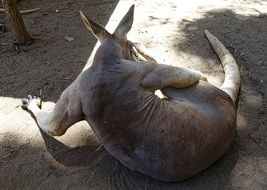 Kangaroo Male in Australia back Portrait