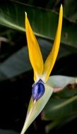 bird of paradise flower in the orchard